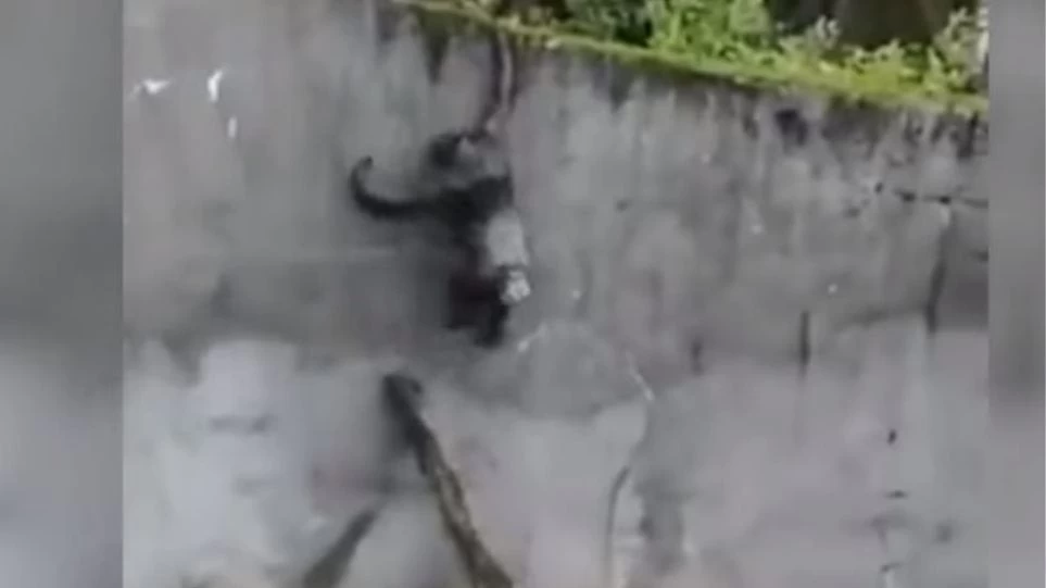 Η μεγάλη απόδραση των χιμπατζίδων: Χρησιμοποίησαν «σκάλα» για να βγουν από κλουβί (βίντεο)